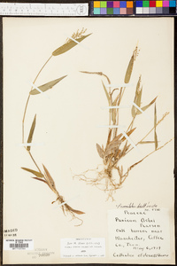 Panicum commutatum image