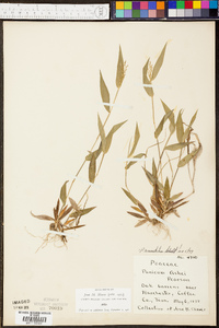 Panicum commutatum image