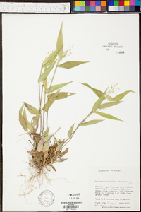 Panicum condensatum image