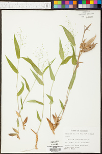 Panicum condensatum image