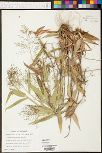 Panicum condensatum image