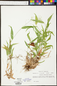 Panicum commutatum image