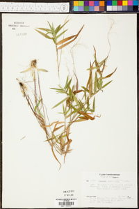 Panicum commutatum image