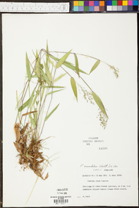 Panicum condensatum image