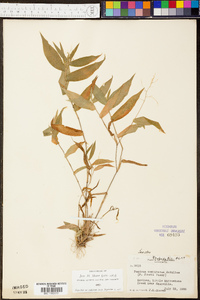 Panicum condensatum image