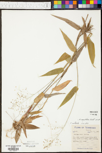 Panicum commutatum image