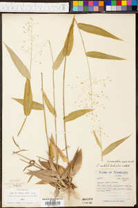 Panicum commutatum image