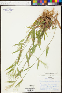 Panicum condensatum image