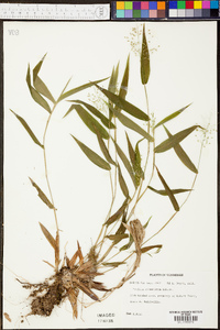 Panicum condensatum image