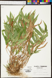 Panicum commutatum image