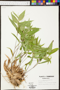 Panicum commutatum image