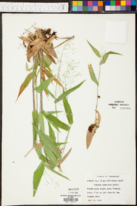 Panicum commutatum image