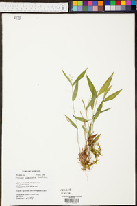 Panicum condensatum image