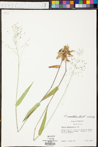 Panicum commutatum image