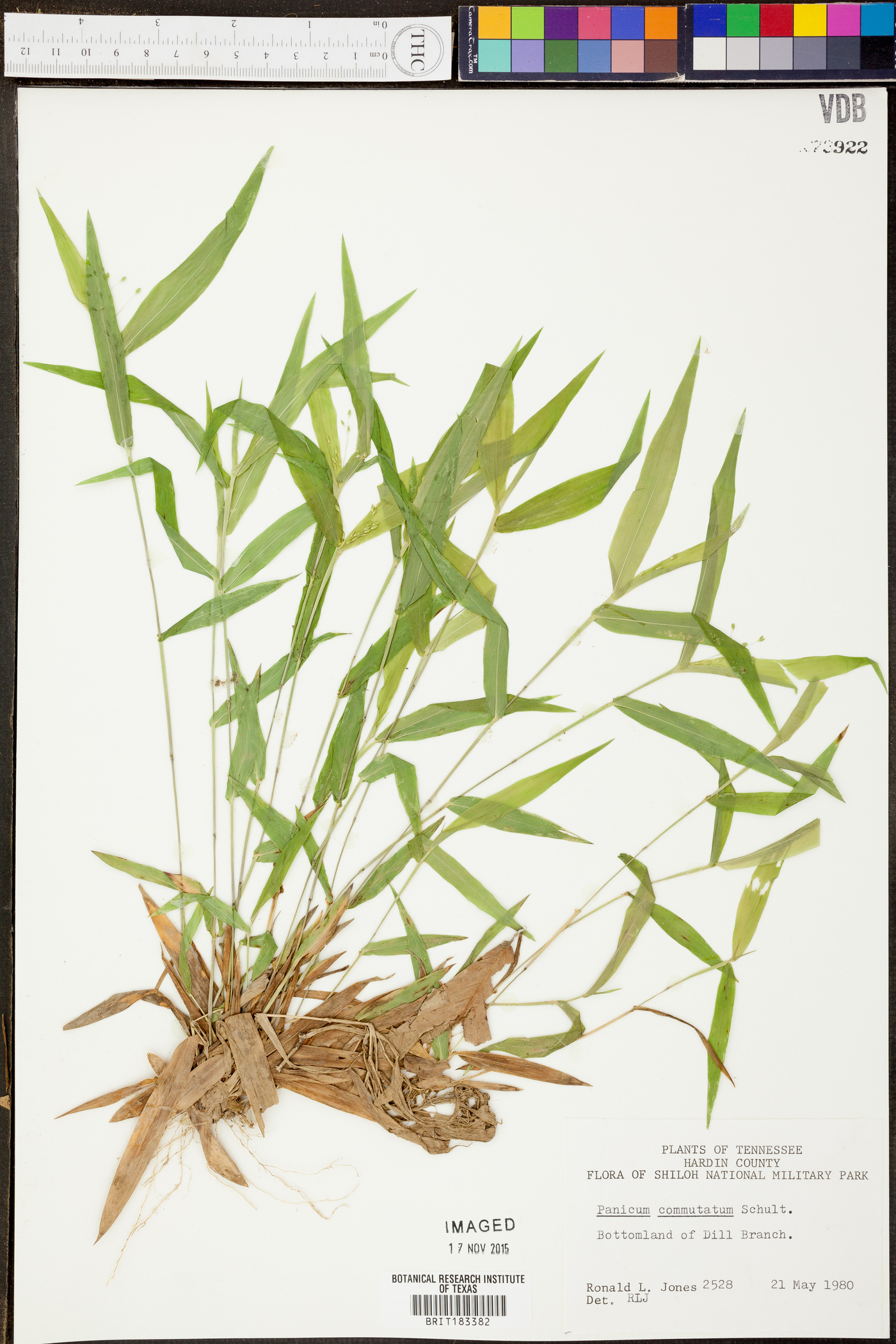 Panicum commutatum image