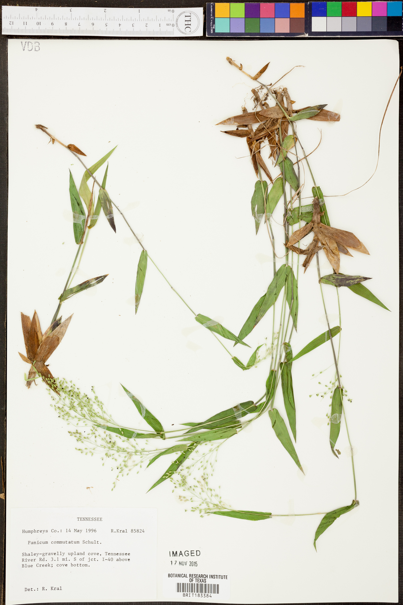 Panicum condensatum image