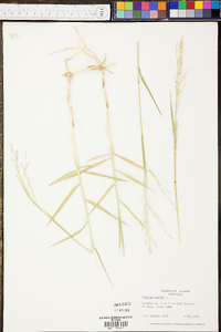 Panicum repens image