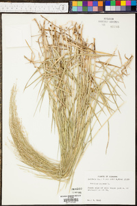 Panicum repens image