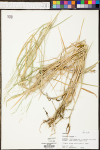 Panicum repens image