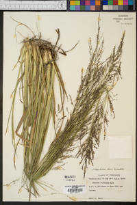 Coleataenia longifolia image