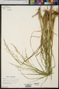 Coleataenia longifolia image