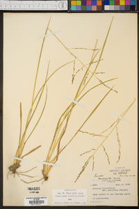 Coleataenia longifolia image