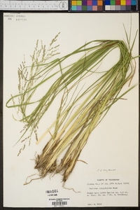 Coleataenia longifolia image