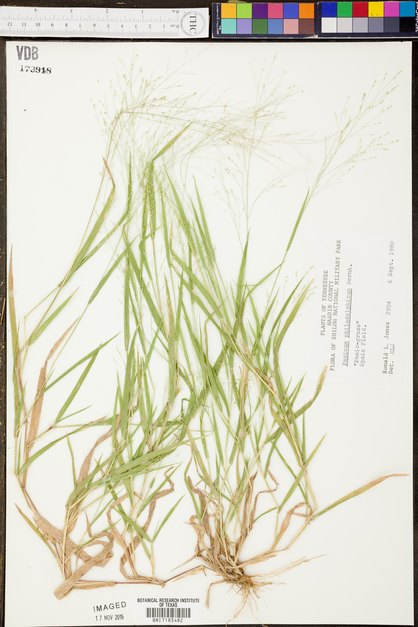 Panicum capillare var. sylvaticum image