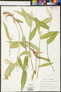 Panicum consanguineum image