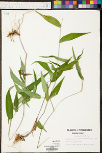 Muhlenbergia schreberi image