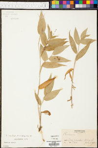 Panicum boscii image