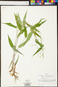 Panicum boscii image