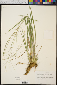 Coleataenia longifolia image