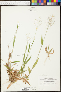 Panicum ensifolium var. curtifolium image