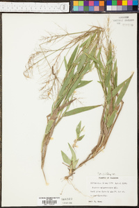 Panicum erectifolium image