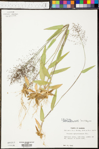 Panicum malacophyllum image