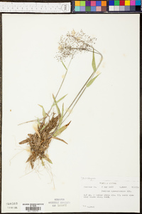 Panicum malacophyllum image