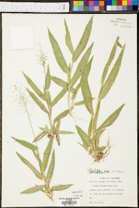 Panicum malacophyllum image