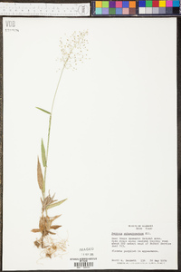 Panicum erectifolium image