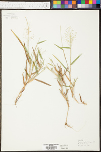 Panicum malacophyllum image