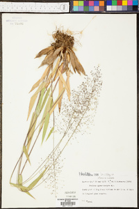 Panicum erectifolium image