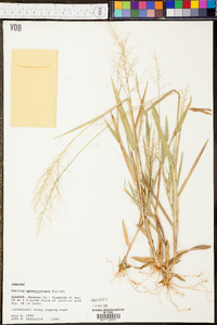 Panicum sphaerocarpon image