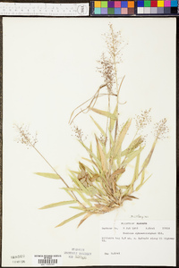 Panicum erectifolium image