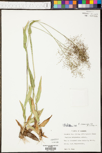 Panicum sphaerocarpon image