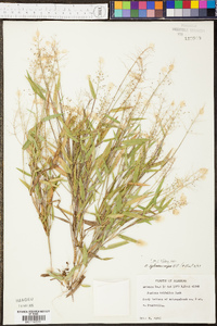 Panicum sphaerocarpon image