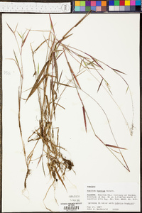 Panicum erectifolium image