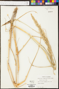 Panicum ravenelii image