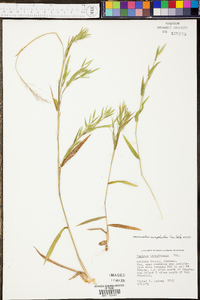 Panicum sadinii image