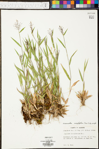 Panicum sadinii image