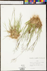 Panicum sadinii image